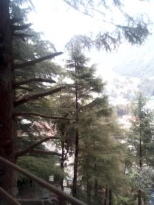 Himalayan Triund Hill View Hostel