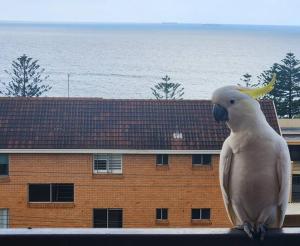 Beach Pad at North Wollongong