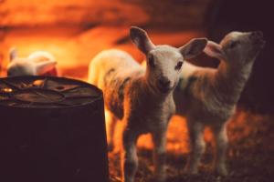 Castle Cottage, Press Mains Farm Cottages