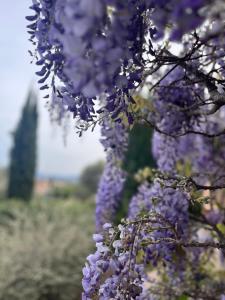 Sejours chez l'habitant PROCHE GRASSE - LE MAS de la MADONETTE : photos des chambres