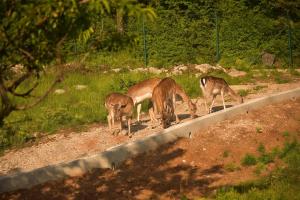 Villa Škavre by IstriaLux