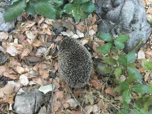 B&B Helga's Agricampeggio img41