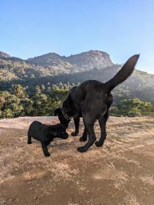 The Retro Glass House