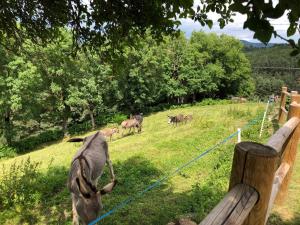 Ancienne ferme rénovée avec jardin privé, poêle à bois et terrasse - FR-1-582-44