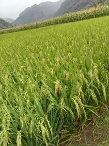 Ba Be Village Homestay - Ba Be18