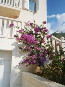 Apartments Vila AS