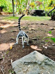 Villa Nofy studio Bananier