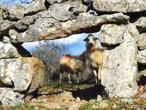 Acacia House - Cres Island 