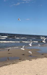 Na plażę przez las