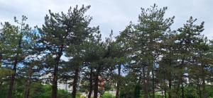 Aurora with the view