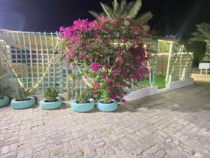 Al Rahba Holiday Farmhouse