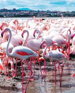 Gala Sardinia Apartament img25