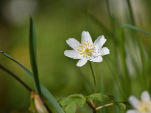 4 star holiday home in STENSJÖN