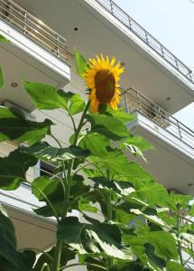 Sunflower Himara