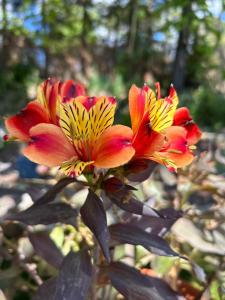 Maisons de vacances Les Lodges de Saint Cassien 2 : photos des chambres