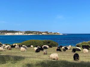 Maisons de vacances Casa Vista Bella - Maison en Corse avec grande terrasse et acces direct a la mer, Marine de Sant'Ambroggio entre Calvi et L'Ile Rousse : photos des chambres