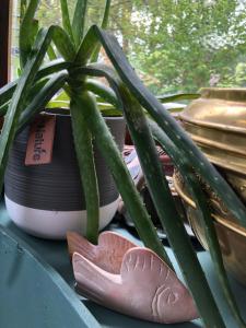 Bateaux Peniche hollandaise cosy : photos des chambres