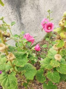 Appt bord de mer rez de jardin