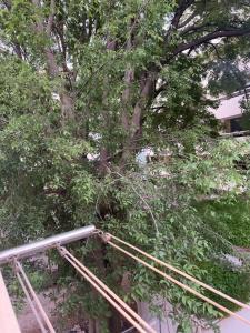 'One tree' Apartment, Old town Zadar 