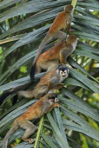 Luxury Villa with Separate Guest house and 360view