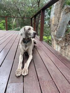 Whispering Gums - Ocean Views, Pet Friendly, EV UNIT 7kW for electric cars, Sleeps 7