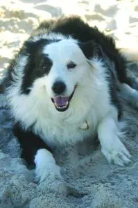 Puppies&Pancakes at Innes Park Opp Park&Beach Dogs welcome inside - Pemberton