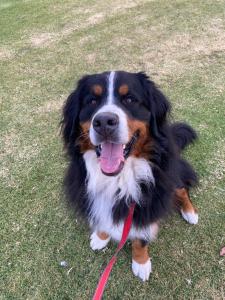 Stringybark, Halls on Falls Homestead