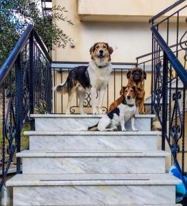 YourSpot Project - shared countryhouse - private rooms - West Peloponnese