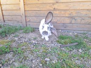 Kameralne pole namiotowe, ZABIERZ SWÓJ NAMIOT, blisko Świeradów i zamek Czocha