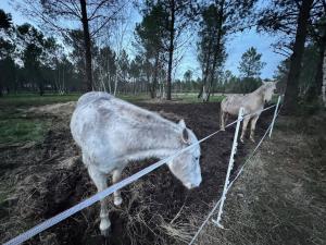B&B / Chambres d'hotes FLOR La Roulotte du Medoc : photos des chambres