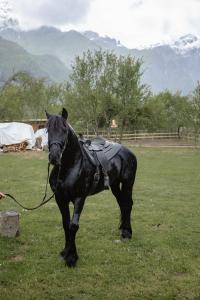 Shpija Ujevara e Vogel