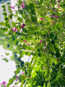 Hoà Hoa villa Ninh binh