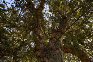 Monte Pirastru img78