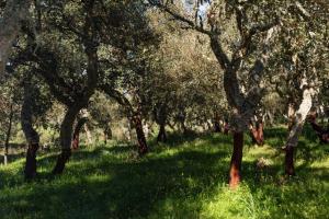 Monte Pirastru img81