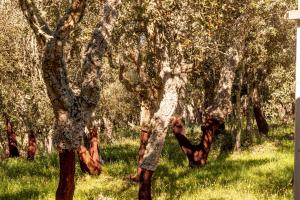 Monte Pirastru img83