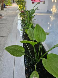 Cay Phuong Guesthouse