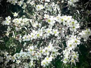 French Boutique Loft Apartment @Chapmans+breakfast