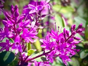 French Boutique Loft Apartment @Chapmans+breakfast