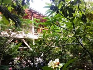Sanpopo Tree Top Cottage - A Gold Standard Tourism Approved Vacation Home - Bullet Tree Falls