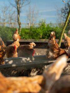 Modulog 4 At Tapnell Farm