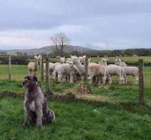 The Alpaca Farmhouse with hot tub and alpaca experience included
