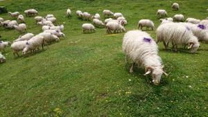 Appartements Superbe logement 12 pers famille ou groupe. : photos des chambres