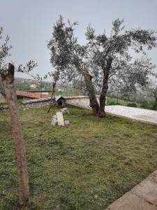 Mavianto