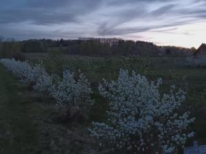 E Berry Farm - Slow life home