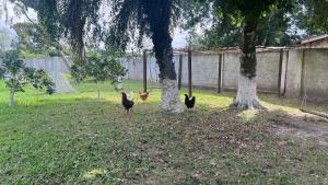 Cenário Perfeito para Seu Dia Especial: Chácara Recanto do Pinheiro