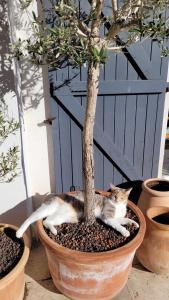 Maisons de vacances Maison Clair de Lune : photos des chambres