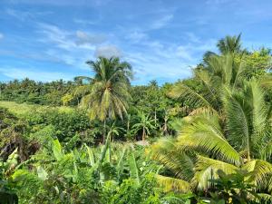 Mango House Camino laguna