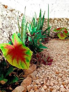 Casa Itzé Valladolid