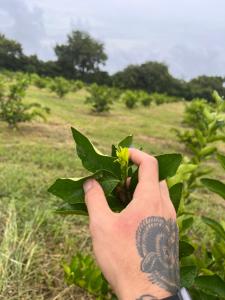 Finca Diamante Tahití