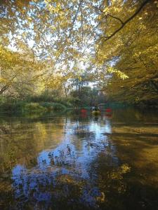 Pole Namiotowe Liswarta